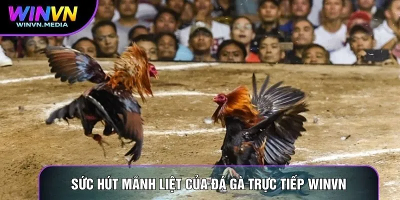 Sức hút mãnh liệt của đá gà trực tiếp Winvn